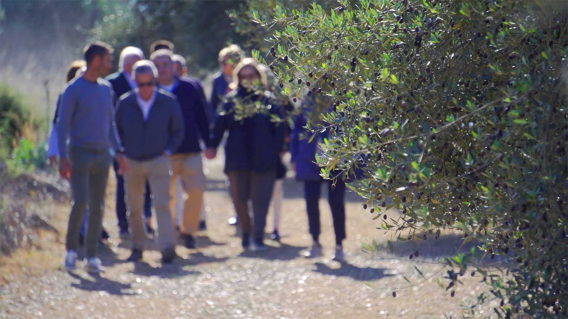 millennial olive trees canet lo roig,