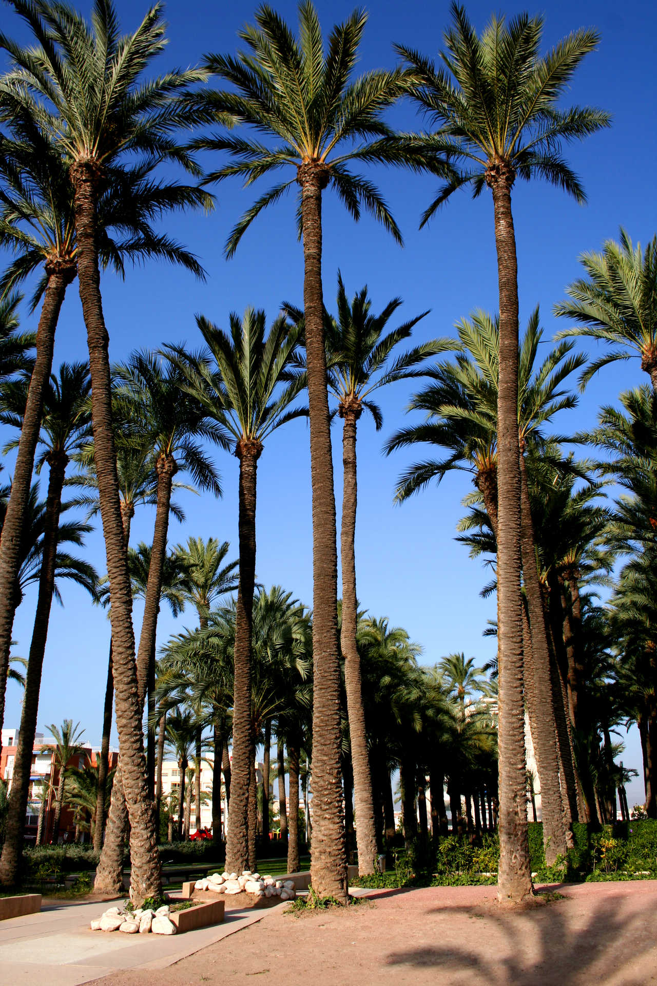 Parc El Palmeral