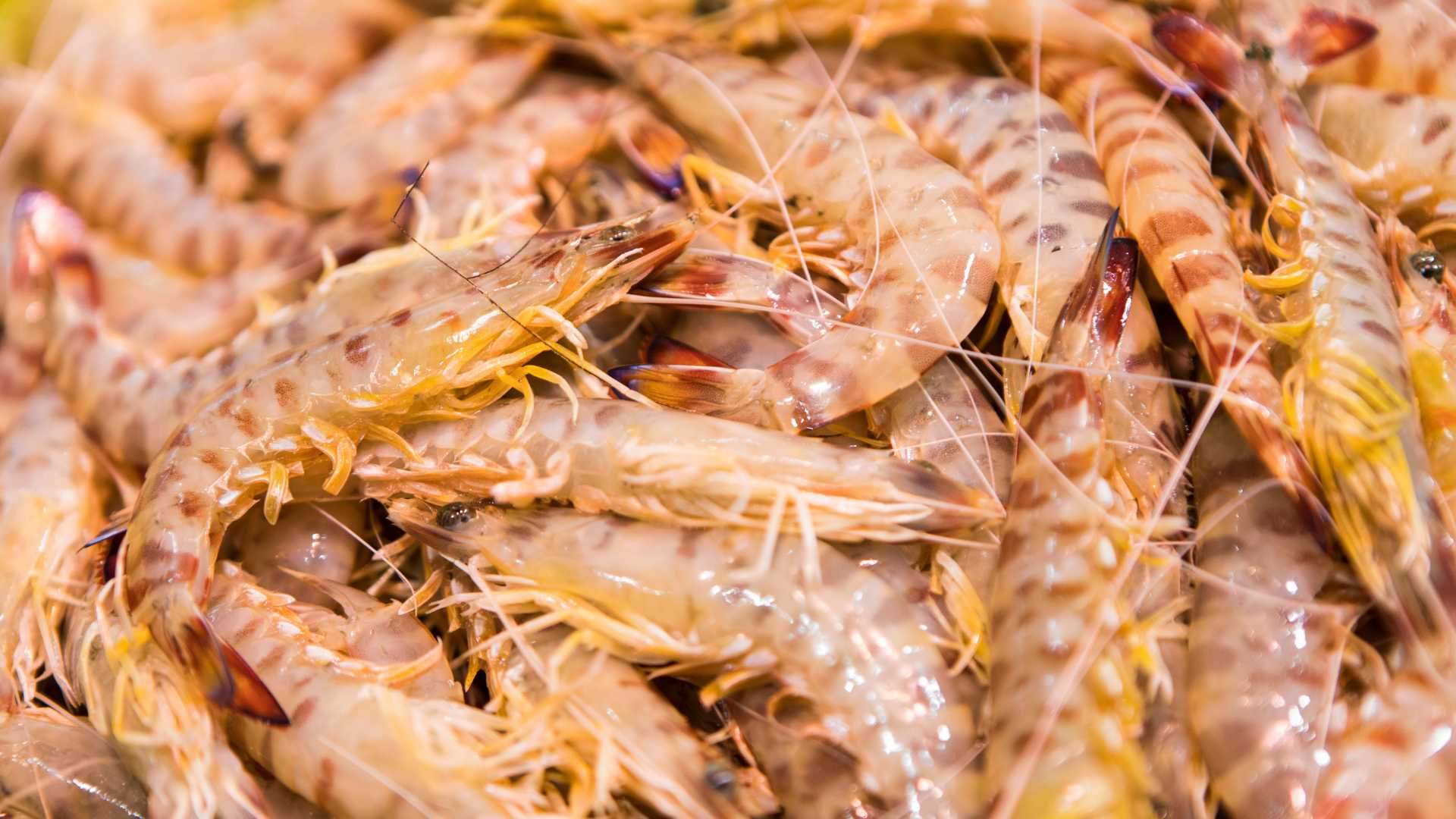 Gastro Festival del Langostino de Vinaròs