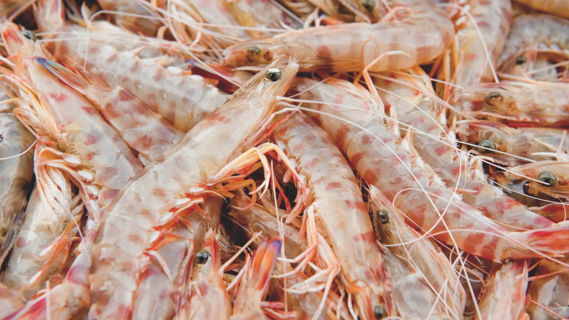 Gastro Festival del Langostino de Vinaròs