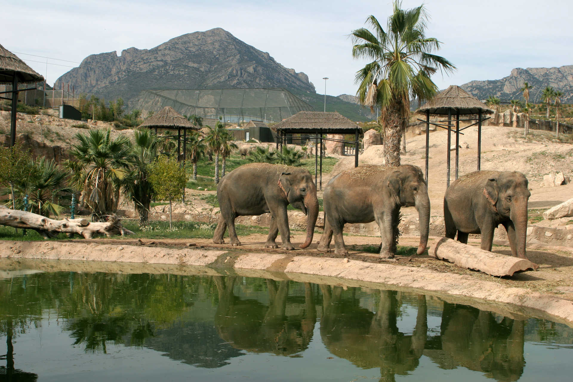 Camellos en el Safari Aitana