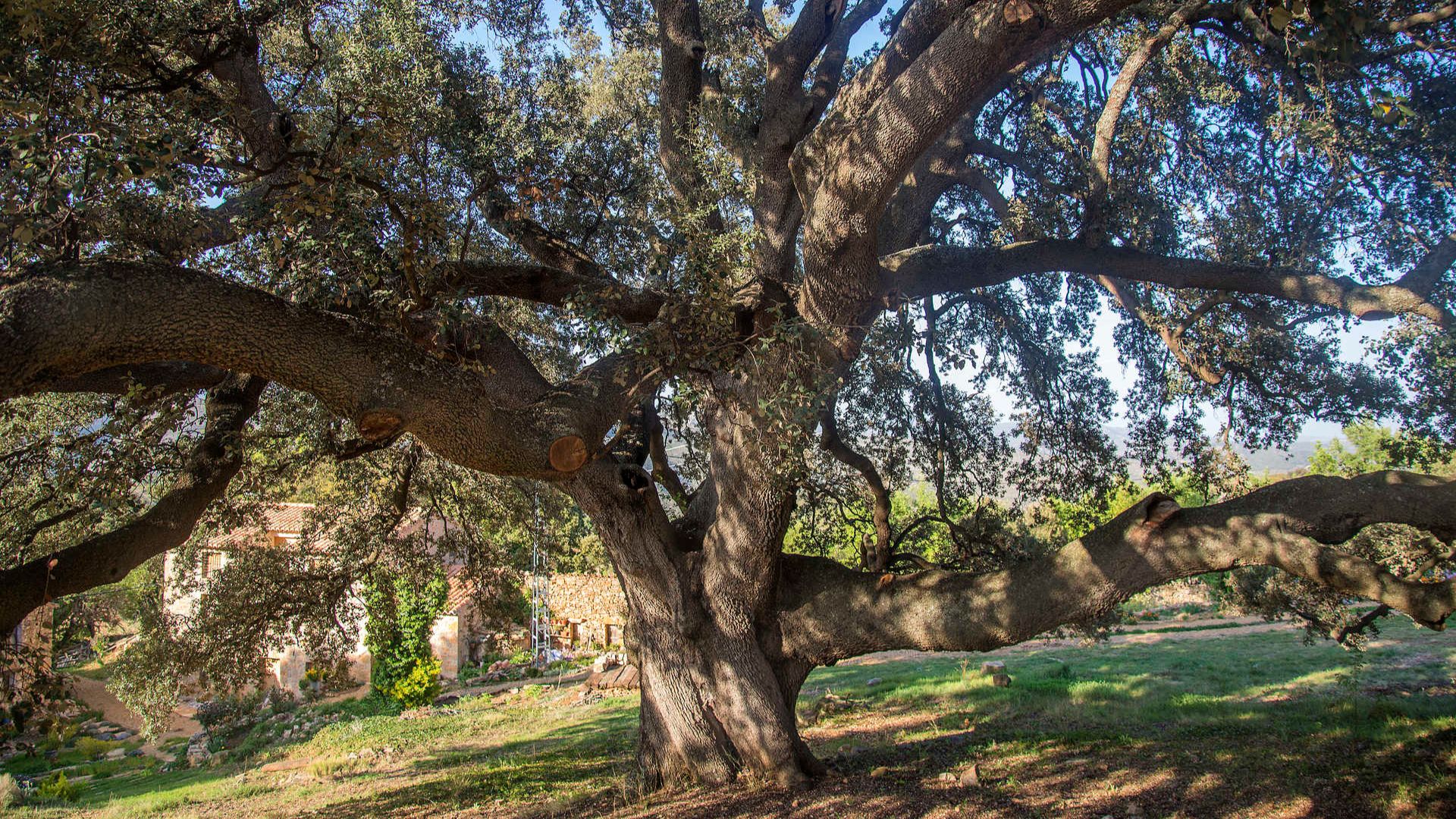 heritage trees region of valencia,