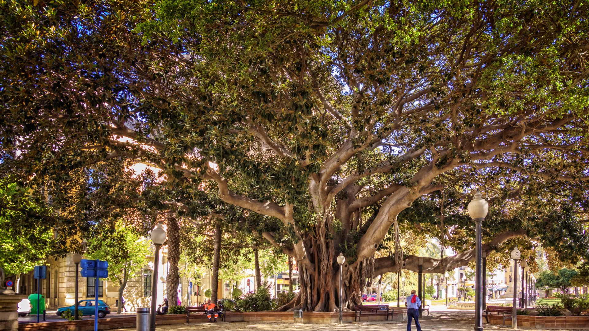 Ruta árboles monumentales,