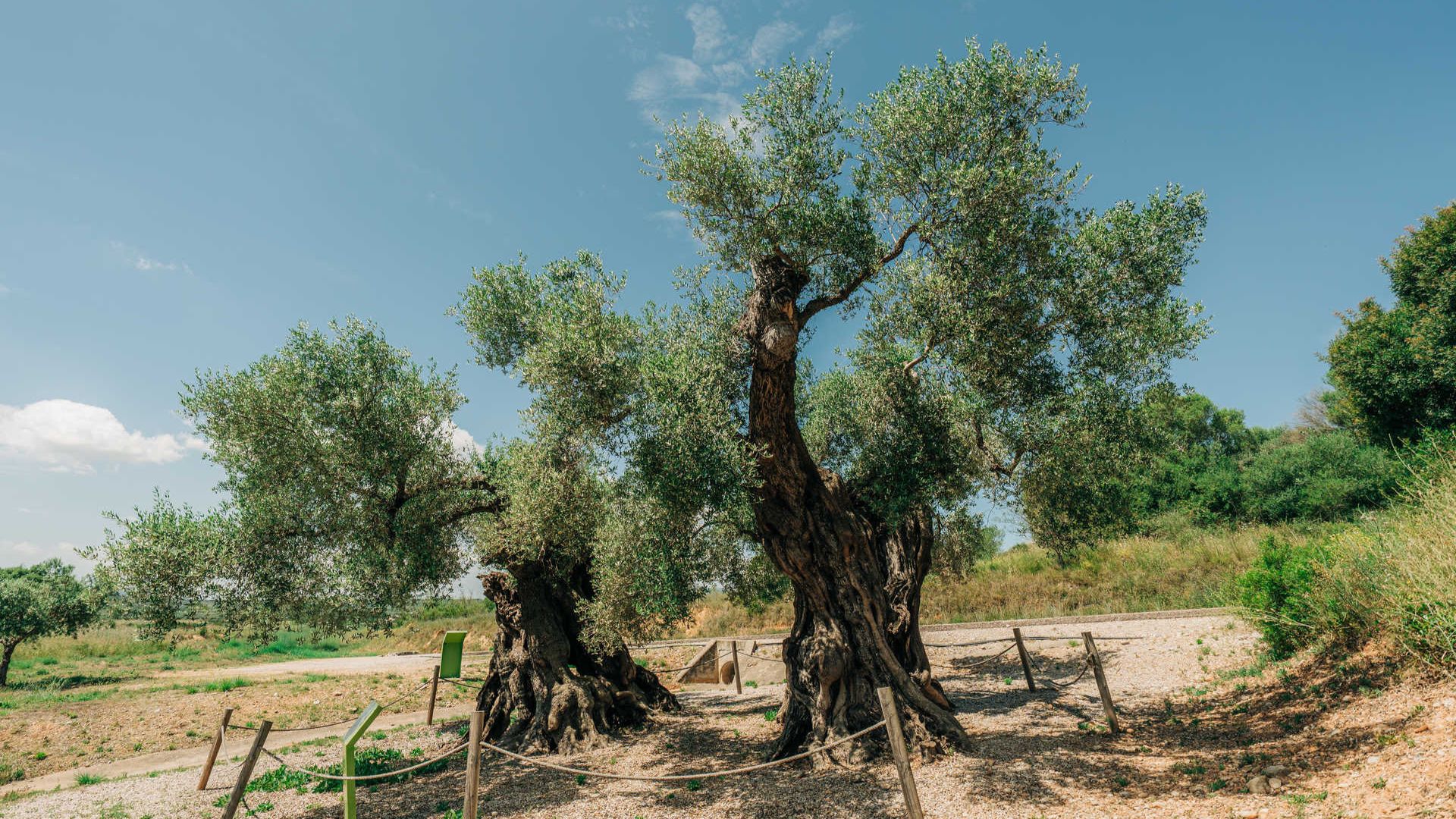 ancient tree trail region of valencia,