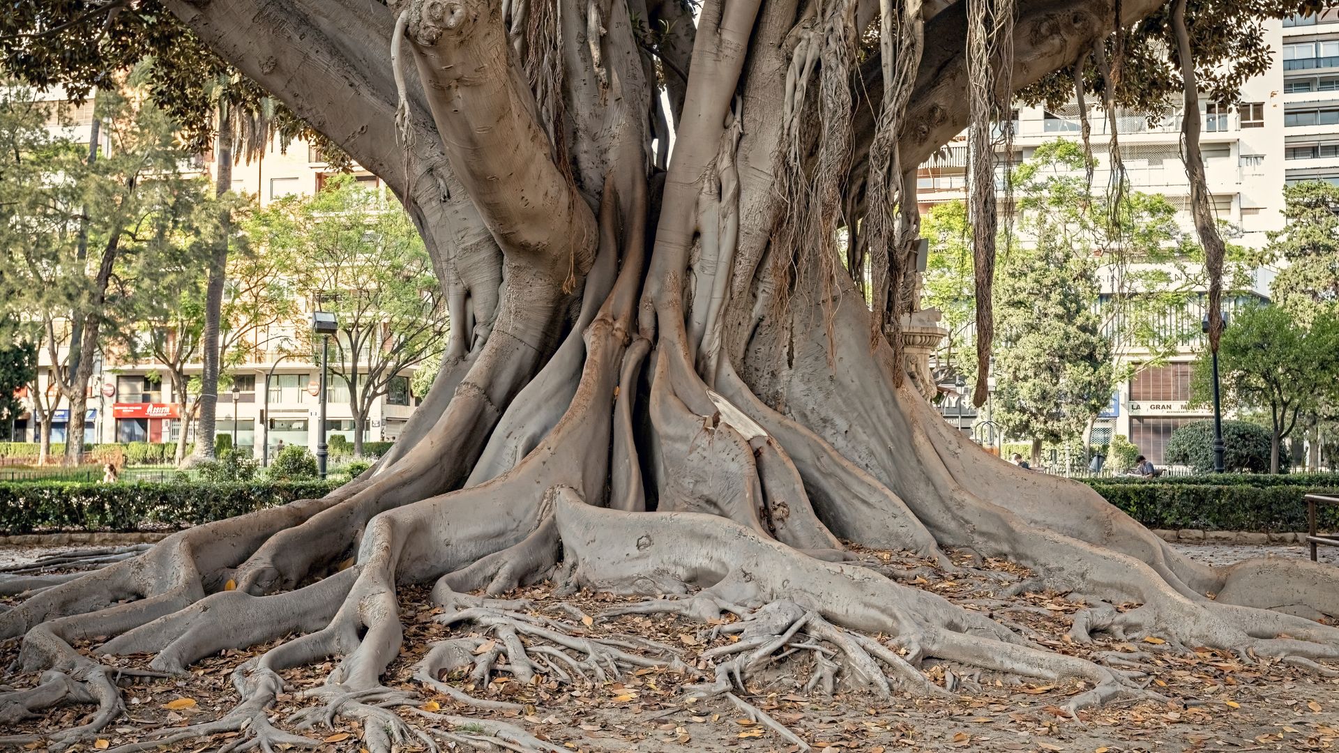 ancient trees valencia,