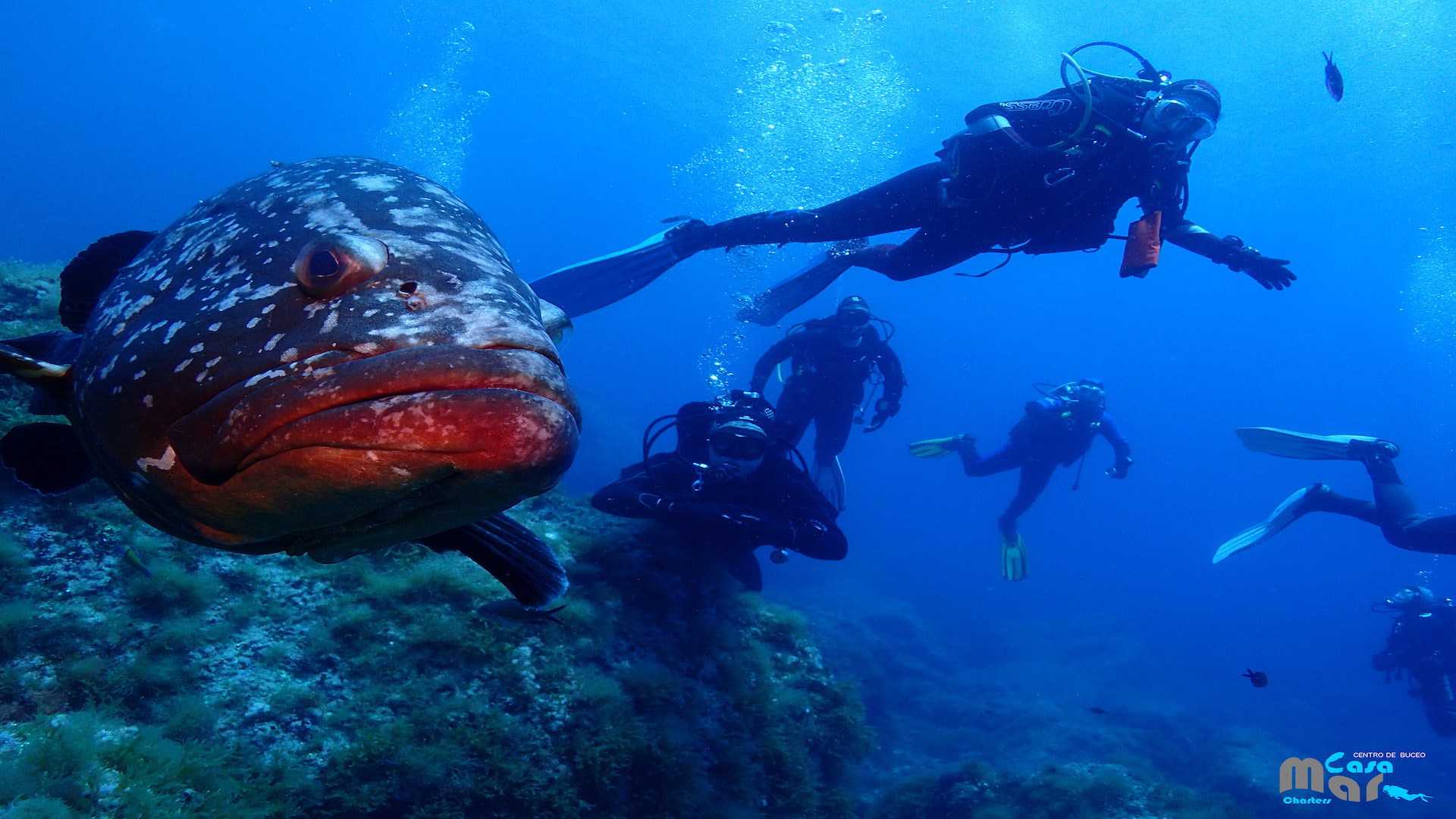 islas columbretes buceo