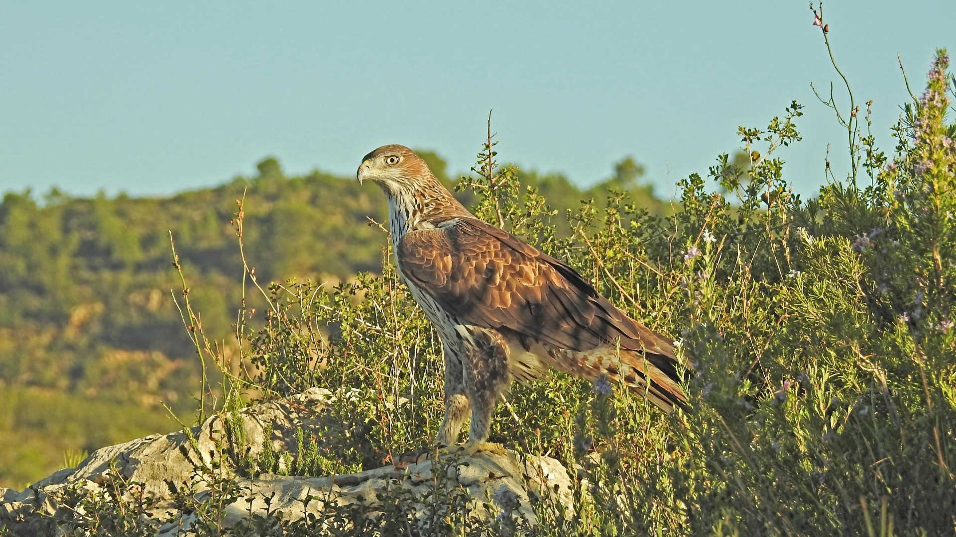 birdwathching en valencia